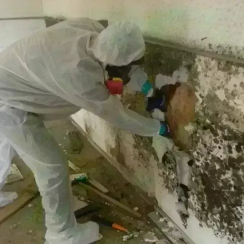 Mold Remediation and Removal in Logan, WV